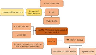 Integration of scRNA-Seq and Bulk RNA-Seq to Analyse the Heterogeneity of Ovarian Cancer Immune Cells and Establish a Molecular Risk Model